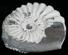 White Pleuroceras Ammonite - Germany #6153-1